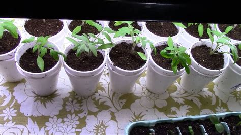 transplanting tomato seedlings into foam cups youtube