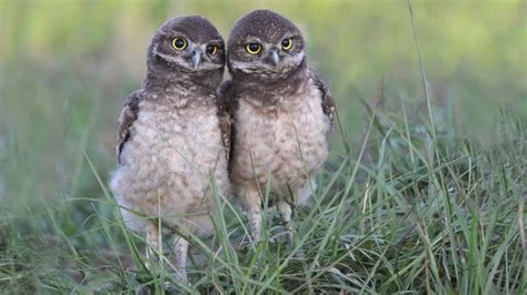 Burrowing Owl Juvenils