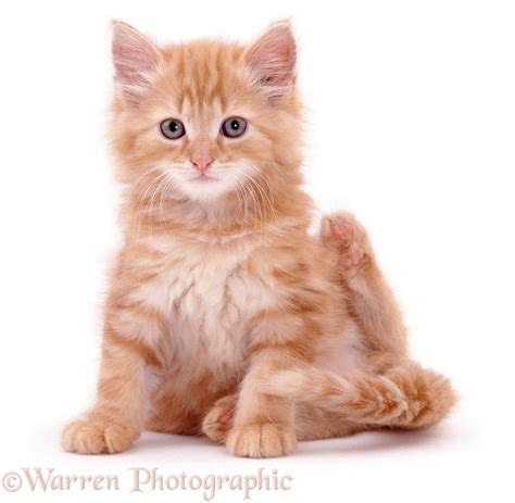 Fluffy Ginger Kitten Photo Wp06720