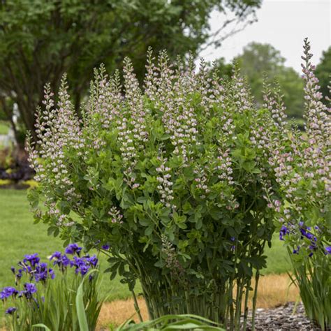 Baptisia Pink Truffles Pp26588 Cpbr5333 Walters Gardens Inc