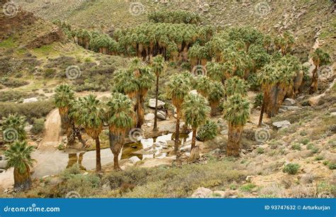 The Palm Trees In The Indian Canyon Palm Springs Stock Photography