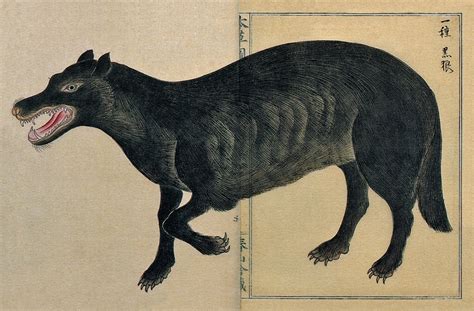 Japanese Wolf Canis Lupus Hodophilax Display Full Image