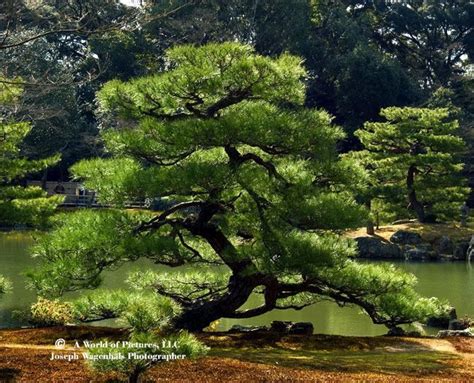 Znalezione Obrazy Dla Zapytania Japanese Black Pine Trees Ventura