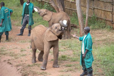 Lilayi Lodge Elephant Nursery African Holidays East Cape Zambezi