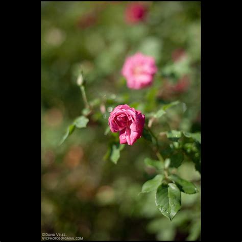 Rose And Rose Bud 0760 6of7 By Davidvelezfoto On Deviantart