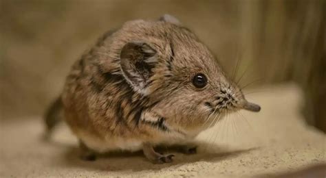 Tiny Elephant Shrew Rediscovered In Africa After 50 Years Face Of Malawi