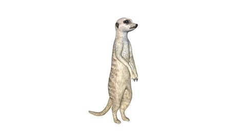 3d Fully Rigged Low Poly Meerkat Model Turbosquid 1761623