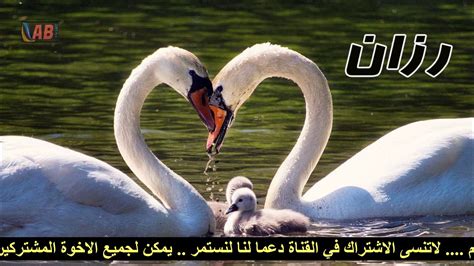 Until we have a reason to doubt him, lawrence looks like a star in the making. ‫معنى اسم رزان وصفات شخصيتها‬‎ - YouTube