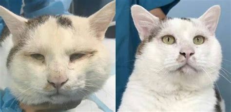 Cat Becomes Internet Famous After Getting Double Eyelid Surgery Koreaboo