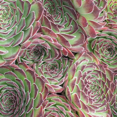 Helping you identify what kind of succulents plants you have. Photos of Succulents | Types of Succulent Plants