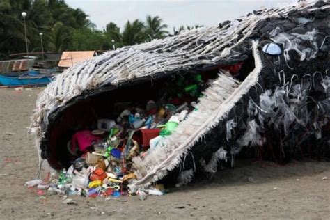 Dead Whale Reminds Us That Ocean Pollution Is Getting