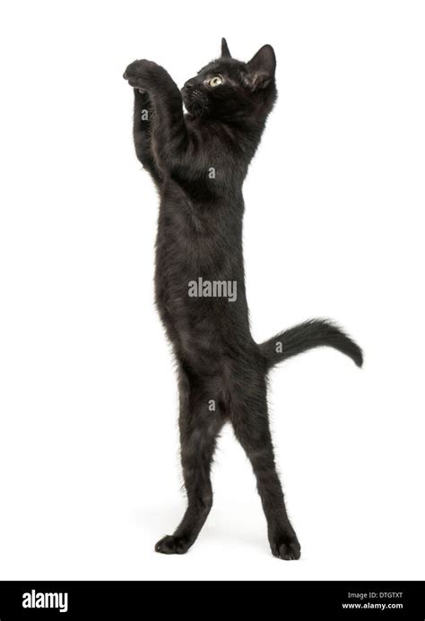 Cat Reaching Up With Paws Hi Res Stock Photography And Images Alamy