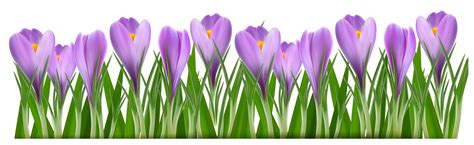 Free Crocus Flower Cliparts Download Free Crocus Flower Cliparts Png