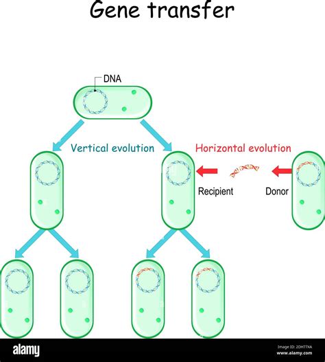 Bacterial Dna High Resolution Stock Photography And Images Alamy