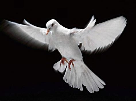 Sondeos del Alma: Justicia y Paz