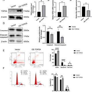 TOP2A Overexpression Promotes Proliferation Cell Cycle And Inhibits