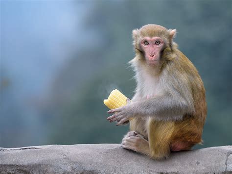 Animal Macaque Monkey Primate Rhesus Macaque Wildlife Hd