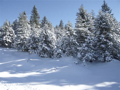 Free Images Tree Forest Branch Snow Winter Frost Mountain Range
