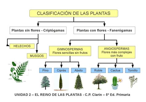 Esquema 2 El Reino De Las Plantas By Edita Sueiras Issuu