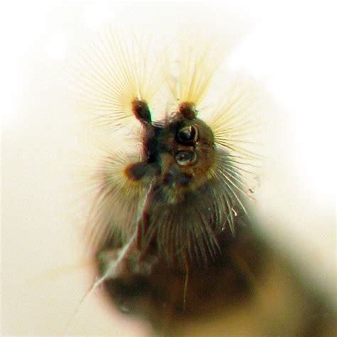 Moth Fly Larvae Clogmia Albipunctata Bugguidenet