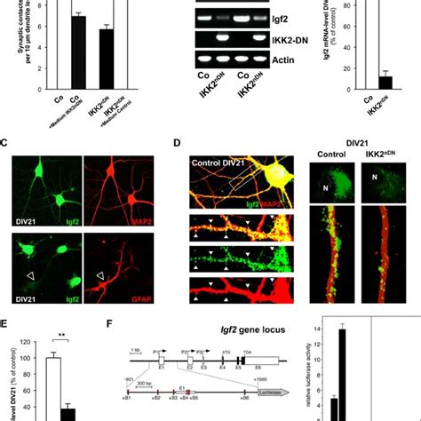 Igf Is Novel Downstream Effector Of Ikk Nf B Signaling In Neurons A