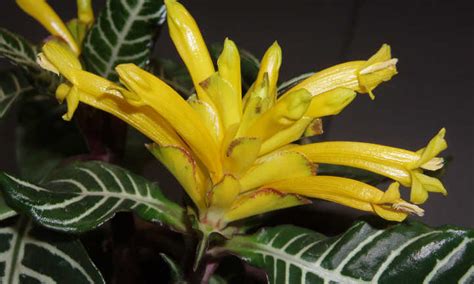 It is important to get the light right for this plant. Zebra Plant Care: Growing Aphelandra Squarrosa At Home ...