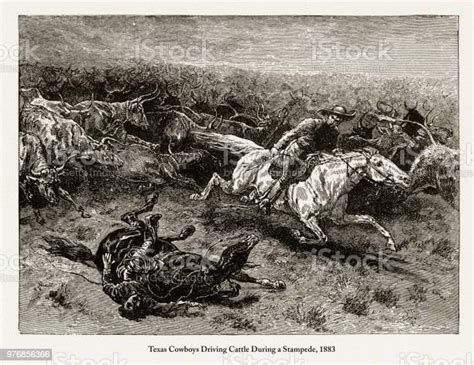 Texas Cowboys Driving Cattle During A Stampede Early American Engraving