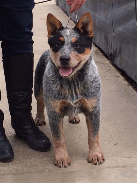 Trifft der hund obendrein noch auf. Puppies and Adults - Australian Cattle Dogs - Byeyo ...