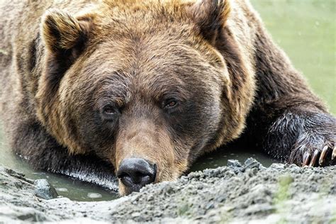 Close Up Of An Alaskan Brown Bear Grizzly Laying Down In The Wat