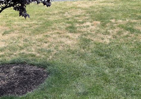 Does Fescue Go Dormant In Summer Obsessed Lawn