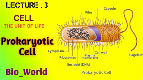 cell the unit of life prokaryotic cell prokaryotes bio world mohammad asghar youtube