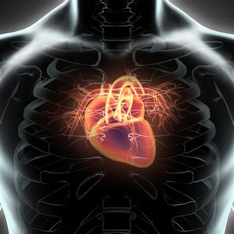 Royalty Free Human Heart Pictures Images And Stock Photos Istock