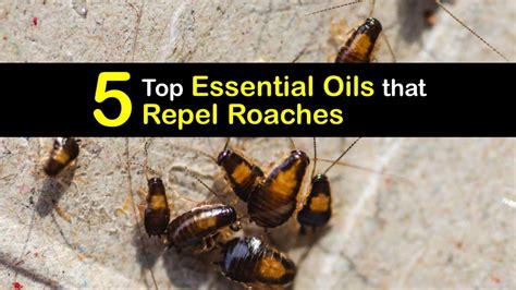 Natural Roach Repellent Essential Oils To Deter Cockroaches