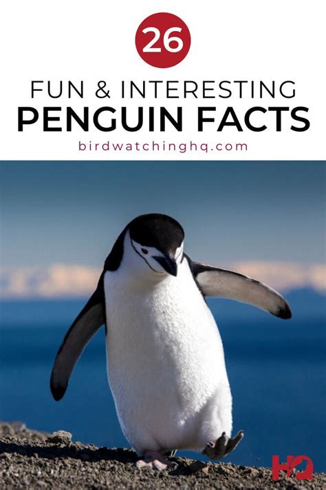 26 Penguin Facts That Will Make You Waddle With Joy 2021 Bird