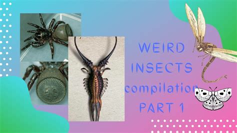 Weird Insects Compilation Part 1 Youtube