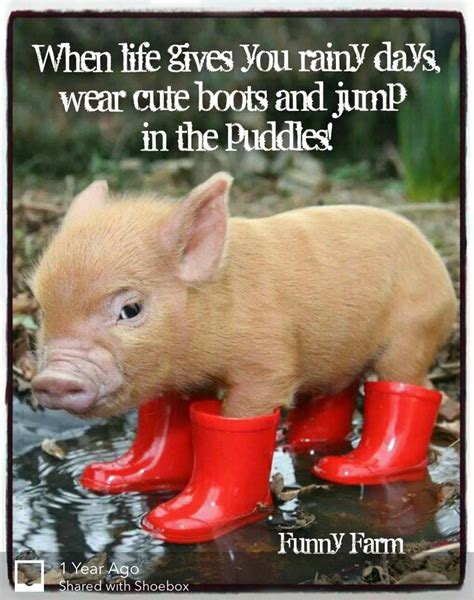 Pigs Quote Sloth Quote Funny Animals Miniature Pigs Cute Piglets
