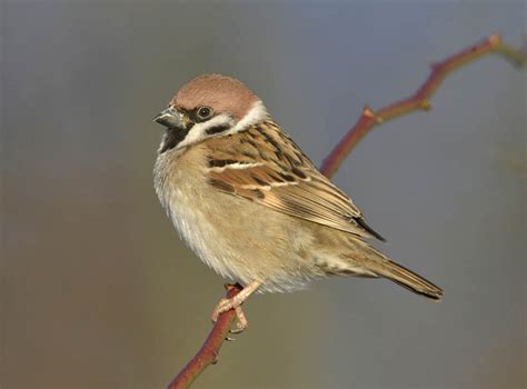 The Great Sparrow Campaign By Andrew Cameron Bpoty Chair