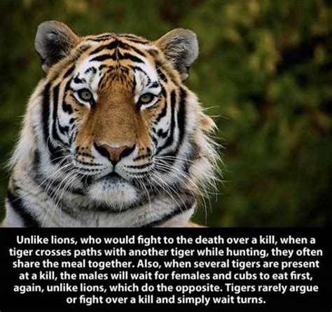 22 Fascinating Facts About The Tiger Nature Babamail