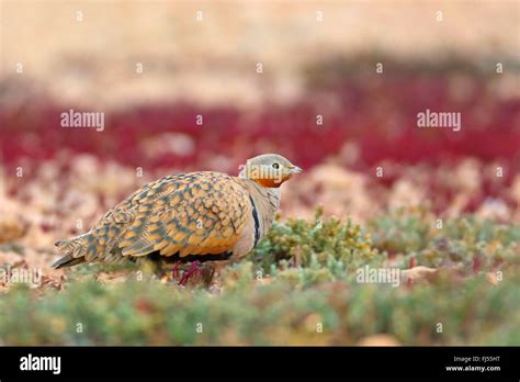 Black Bellied Sandgrouse Pterocles Orientalis Male Sitting In The