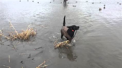 First Time Duck Hunting Youtube