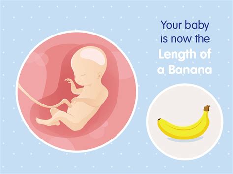 20 Semanas De Embarazo Etapas De Desarrollo Nestlé Baby And Me