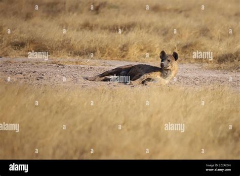 A Spotted Hyena Is Lying On The Ground And Looks Up Stock Photo Alamy