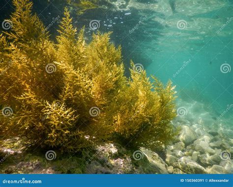 Forest Of Seaweed Seaweed Underwater Seaweed Shallow Water Near
