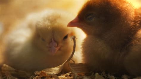 Stock Video Of Two Baby Chickens Sleeping 2774033 Shutterstock