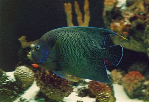 Blue Angelfish Pomacanthus Semicirculatus