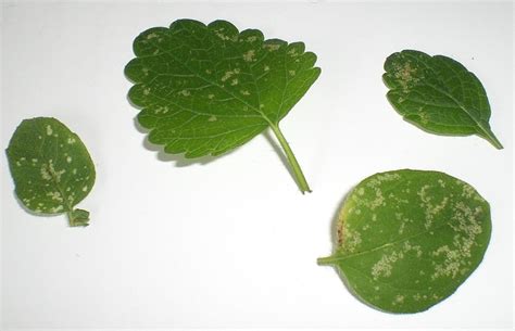 Weiße Flecken auf den Blattoberseiten (Pilz oder Läuse oder was