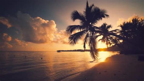 Sunrise Tropical Island Beach Caribbean Sea Beautiful Green Palm Trees