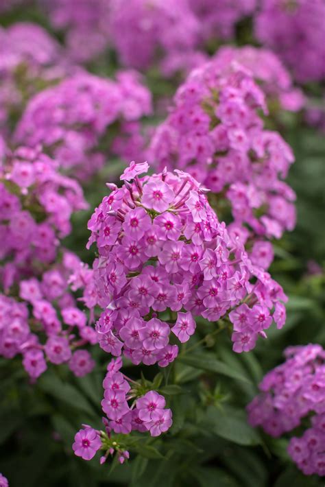 First Editions Candy Store Summer Phlox Heydens Gardens