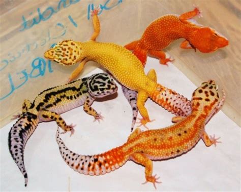 Leopard gecko (eublepharis macularius) these pictures of this page are about:different leopard gecko colors. Leopard Gecko coloring, Download Leopard Gecko coloring ...