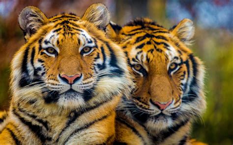 National Park Rantgamore India Bengali Tiger 4k Ultra Hd Wallpaper For